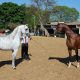 Exposição do cavalo Árabe é destaque na programação da ExpoAbra 2023