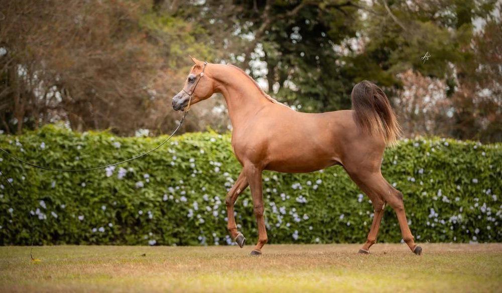 Haras Skyline se destaca pela genética perfeita de cavalos Árabes