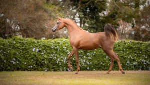 Haras Skyline se destaca pela genética perfeita de cavalos Árabes