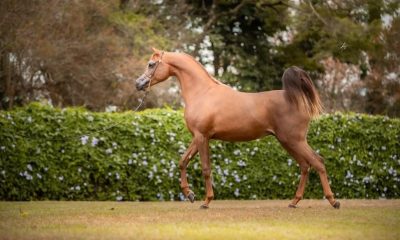 Haras Skyline se destaca pela genética perfeita de cavalos Árabes