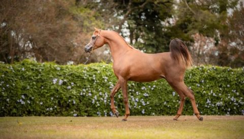 Haras Skyline se destaca pela genética perfeita de cavalos Árabes