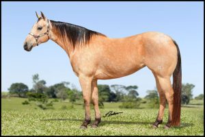 Leilão Manaus Horse Sales será realizado no dia 15/08