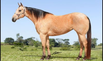 Leilão Manaus Horse Sales será realizado no dia 1508