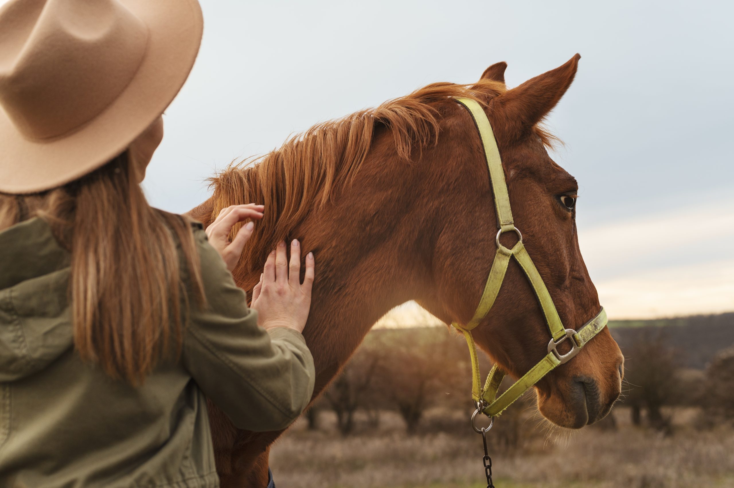 Os cavalos nos mostram tudo o que precisamos saber sobre nós mesmos