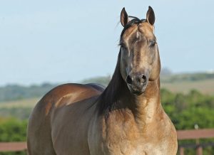 Produção do Dual Patron impressiona pela beleza zootécnica e estrutura muscular