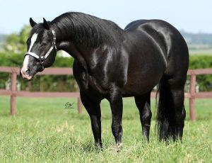 Shiney Bit O Ebony é produtor de campeões em sete modalidades equestres