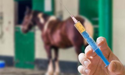 Vacina é a melhor prevenção contra doenças reprodutivas em equinos