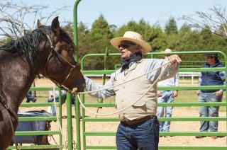21º Encontro Internacional de Horsemanship promove imersão nas técnicas de doma até domingo (1009)