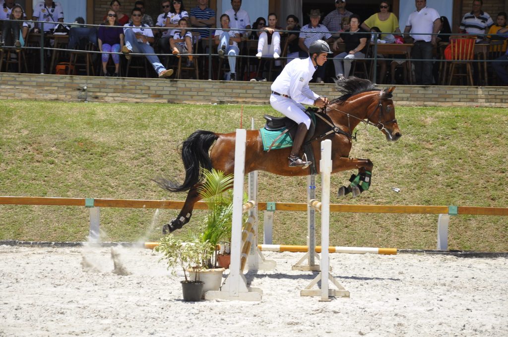 ANCAF e ABCCA: juntas no fomento do cavalo Árabe de esporte