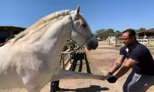 Abrigo disponibiliza para adoção cavalos resgatados em áreas evacuadas de MG