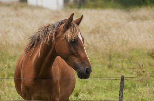 Brasil comemora o ‘Dia do Cavalo’ no Estado do Rio Grande do Sul