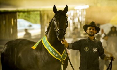 Cavalo Mangalarga apresenta sua evolução zootécnica durante a 45ª Exposição Nacional no Centro Hípico de Tatuí