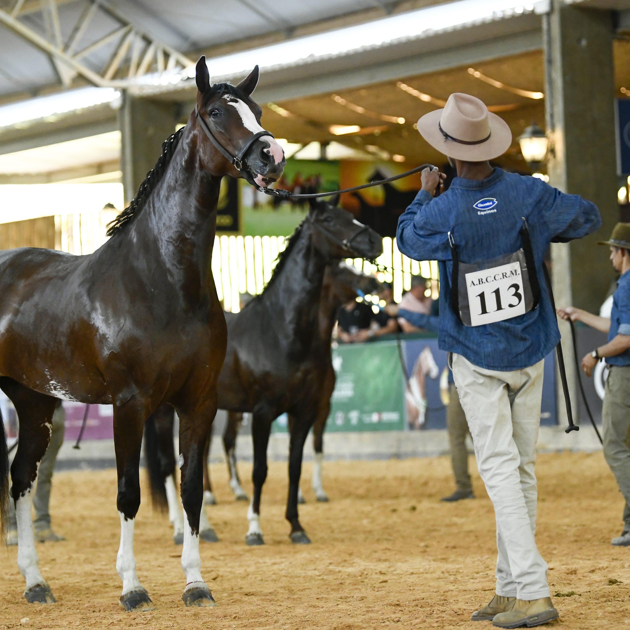 Cavalo Mangalarga apresenta sua evolucao zootecnica durante a 45a Exposicao Nacional no Centro Hipico de Tatui 2 scaled