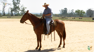 Como lidar na primeira vez que for montar um cavalo domado