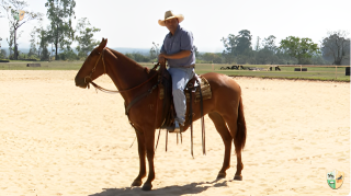 Como lidar na primeira vez de monta com um cavalo domado