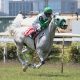 Corrida do Cavalo Árabe movimenta a pista de grama do Jockey Club de São Paulo