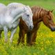 Identificar a estação de monta é primordial para reprodução e criação de cavalos