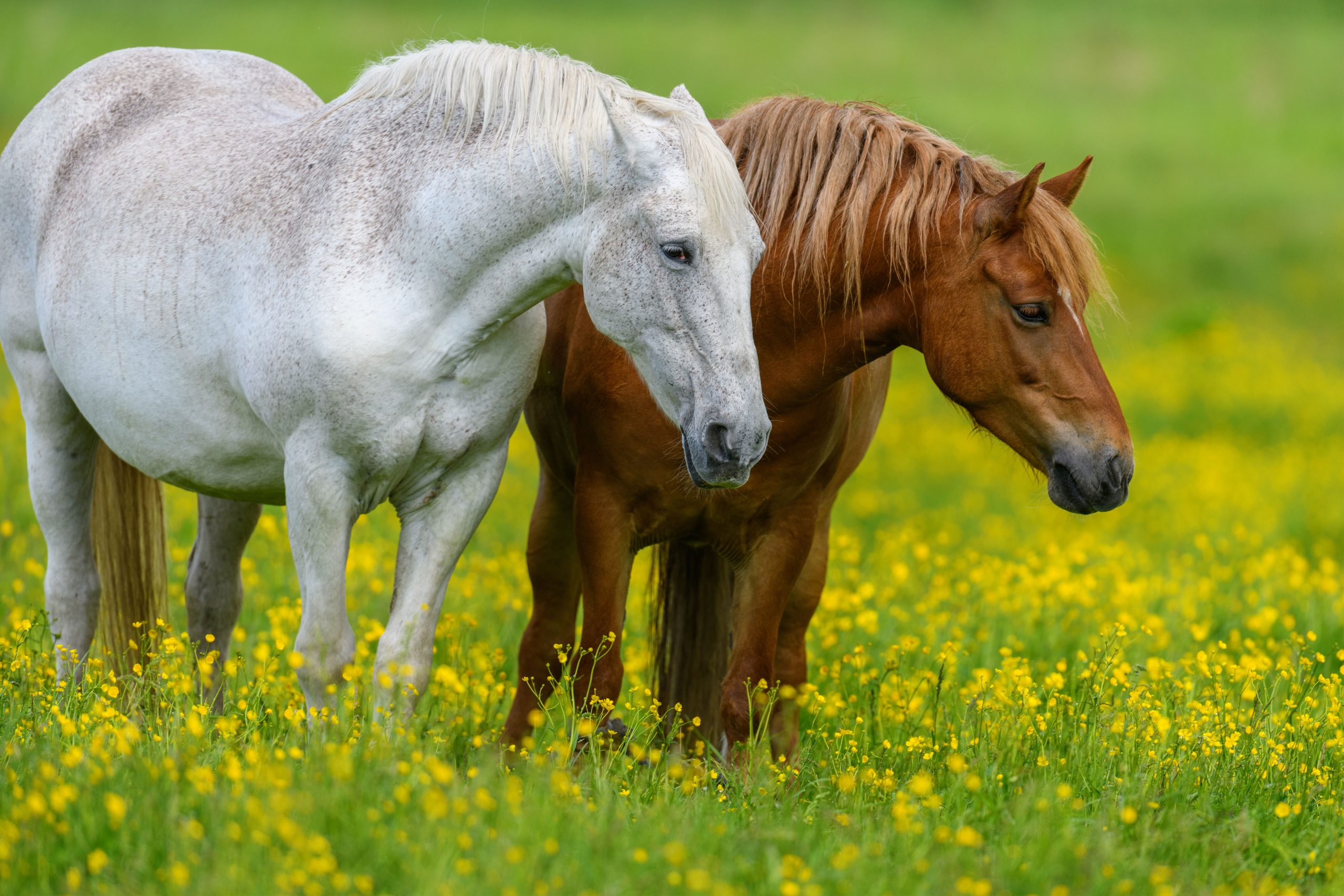Identificar a estação de monta é primordial para reprodução e criação de cavalos