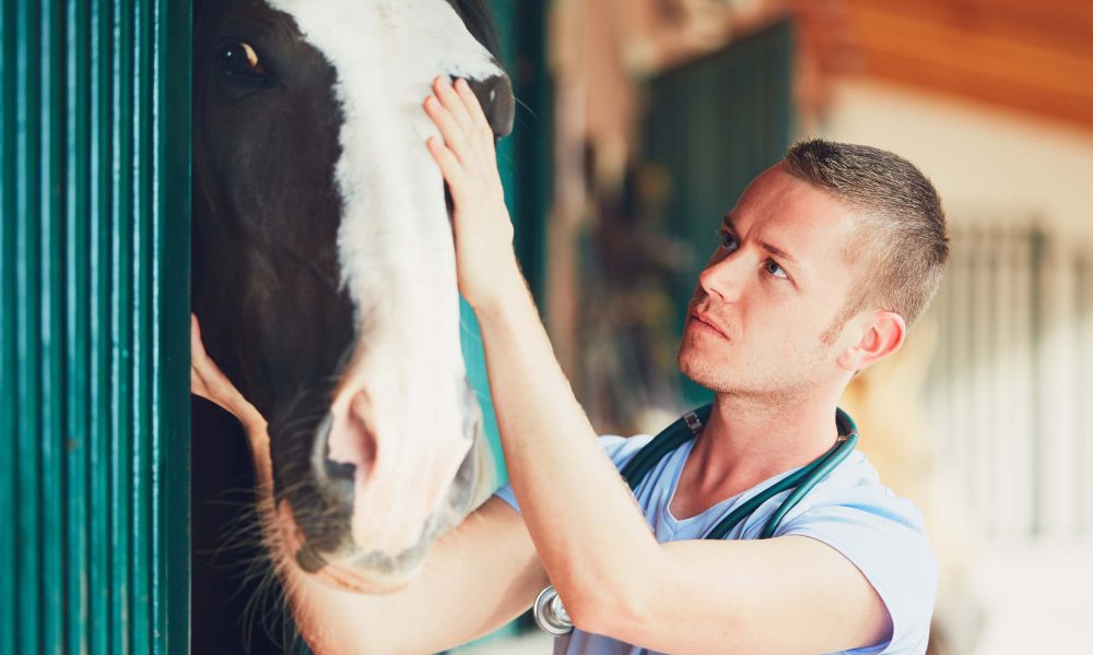 Médicos-veterinários compartilham o amor e a dedicação pela profissão