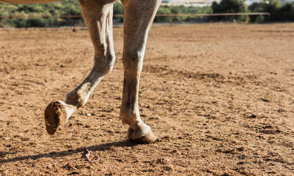 Nova tecnologia leva bem-estar para equinos que sofrem de claudicação 