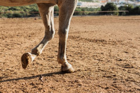 Nova tecnologia leva bem-estar para equinos que sofrem de claudicação 