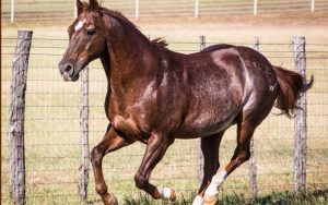 O lendário High Brow Cat acaba de ser incluído no Hall da Fama da AQHA