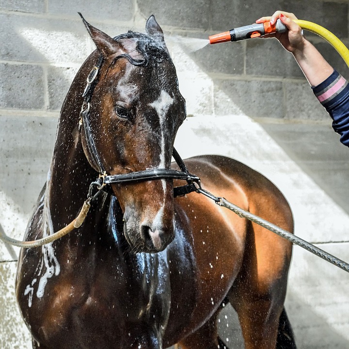 Temperaturas altas provocam a morte de cavalo que transportava