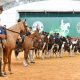 Uma das associações de cavalos mais antigas do Brasil comemora 89 anos de fundação