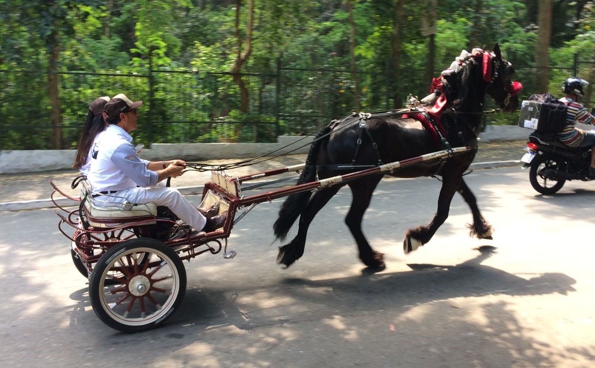‘Dia Mundial Sem Carro' tem comemoração com o uso de cavalos