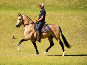 2º Leilão Elite Haras NR acontece neste sábado (21/10) com a chancela da ABCCRM