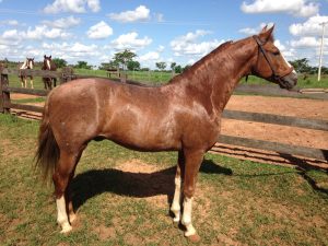 60ª Expo Rio Preto recebe Exposição do Cavalo Mangalarga