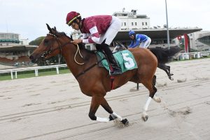 Cavalo Árabe estabelece novo recorde nos 1.500 metros da pista de areia do Jockey Club de São Paulo