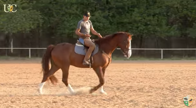 Como treinar um cavalo antes de uma prova de salto