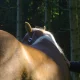 Documentário ‘Visions in the Dark’ aborda a intuitiva conexão entre cavalos e humanos