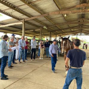 Formando especialistas da raça: ABCCA promove VII Curso de Juízes do Cavalo Árabe