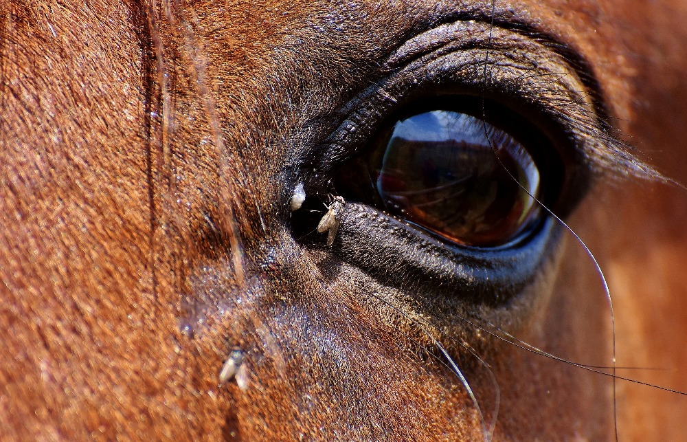 Moscas nos olhos dos cavalos é um problema para criadores