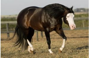 2º Leilão Haras Frange e Convidados reúne a melhor linhagem do Quarto de Milha