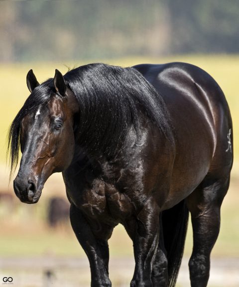 Associação do Cavalo de Baliza e Tambor (ACBT) está com inscrições abertas para o programa de incentivo