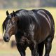 Associação do Cavalo de Baliza e Tambor (ACBT) está com inscrições abertas para o programa de incentivo