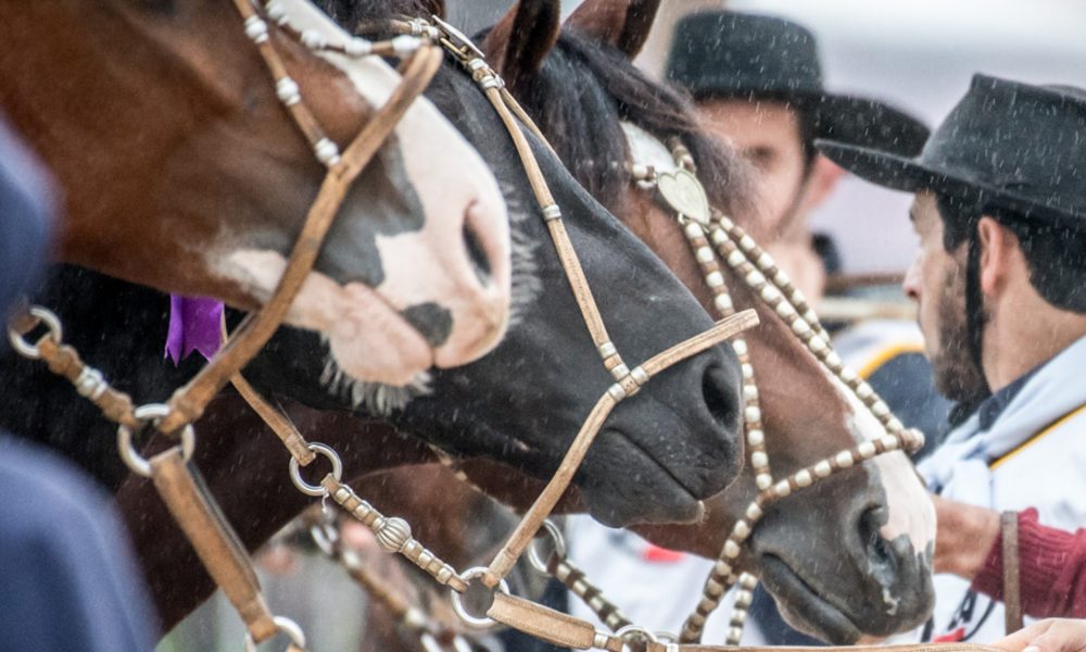 Cavalo Crioulo é tema de Dia de Campo na capital do Amapá