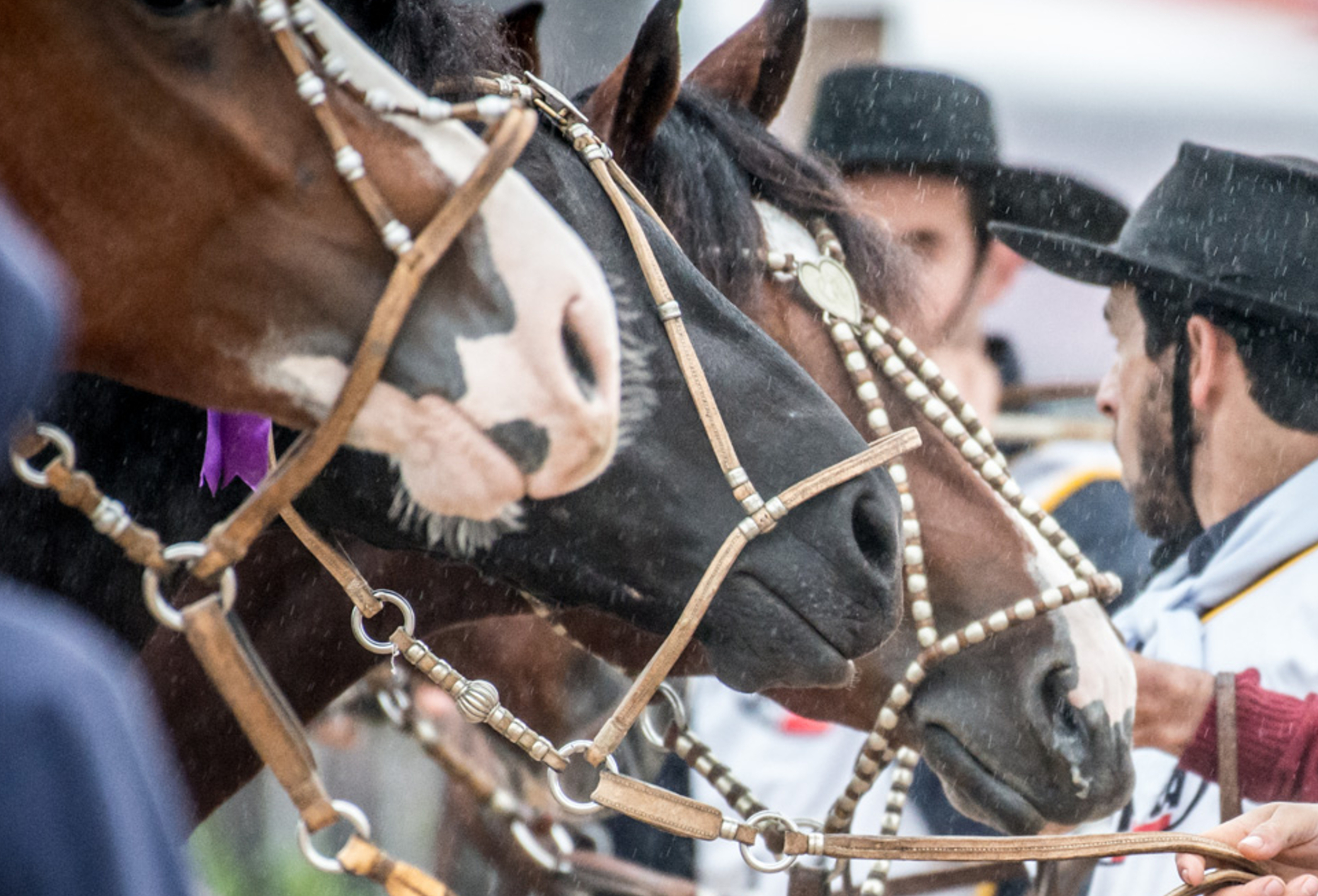 Cavalo Crioulo é tema de Dia de Campo na capital do Amapá