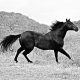 Cavalo, ser magnífico - Por Marcelo Pardini