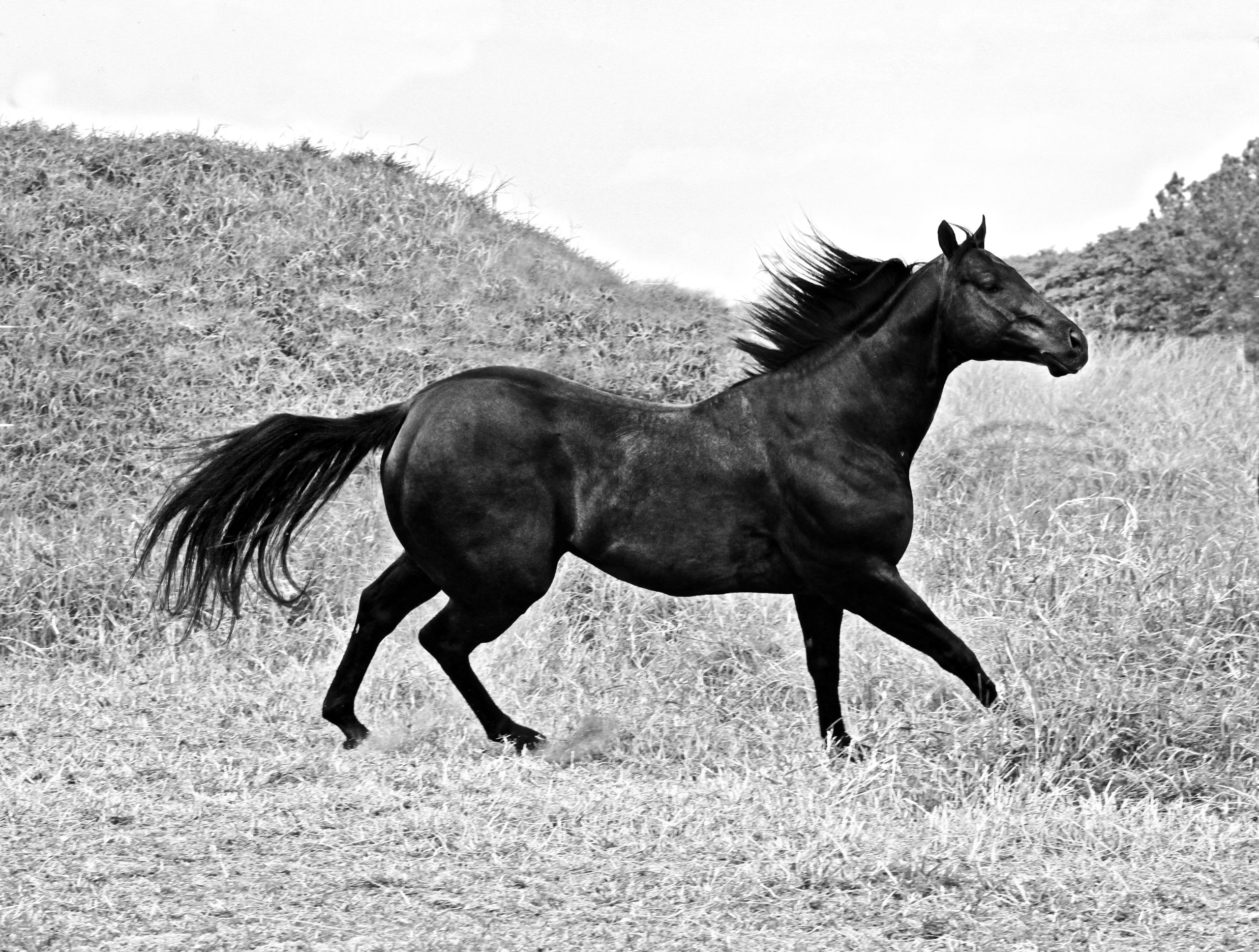 Cavalo, ser magnífico - Por Marcelo Pardini