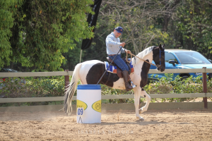 Cavalos Mangalarga participarão do maior Campeonato Brasileiro de Equitação de Trabalho neste sábado