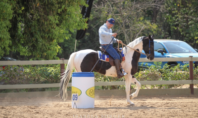 Cavalos Mangalarga participarão do maior Campeonato Brasileiro de Equitação de Trabalho neste sábado