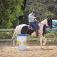 Cavalos Mangalarga participarão do maior Campeonato Brasileiro de Equitação de Trabalho neste sábado