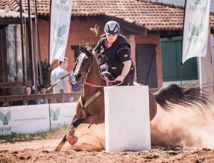 Exposição Nacional do Cavalo Árabe de Esporte retorna nesta quarta-feira (08/11) com provas em Tatuí