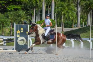 Exposição Nacional do cavalo Árabe de Esporte começa neste sábado (04/11) em Tatuí