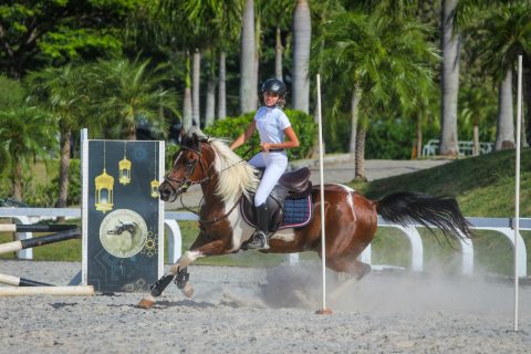 Exposição Nacional do cavalo Árabe de Esporte começa neste sábado (04/11) em Tatuí