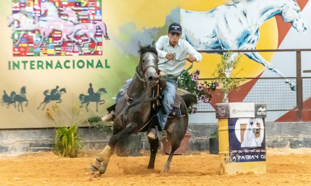 Exposições do Cavalo Árabe em Tatuí (SP) elevam a excelência da raça